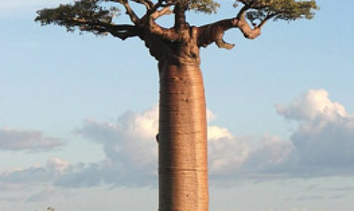 Der Baobab